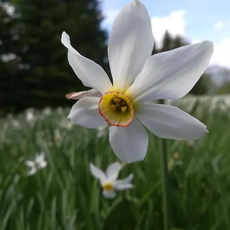Appartement Haus Tressenstein Bad Aussee