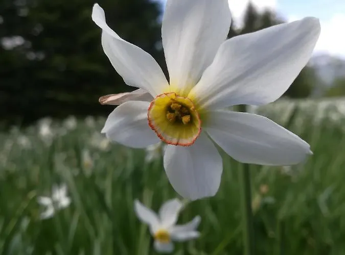 Апартаменты Haus Tressenstein Бад Аусзее